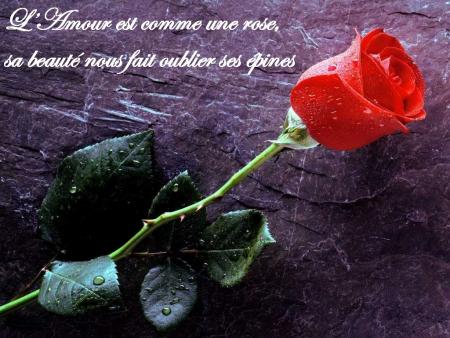 amour=rose